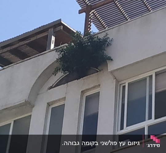 צמחייה על גג בניין, זקוקה לגיזום
